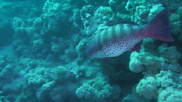 Leopard Grouper (Plectropomus pessuliferus) slowly swims along the wall of the coral reef, then leaves the frame, medium shot.
