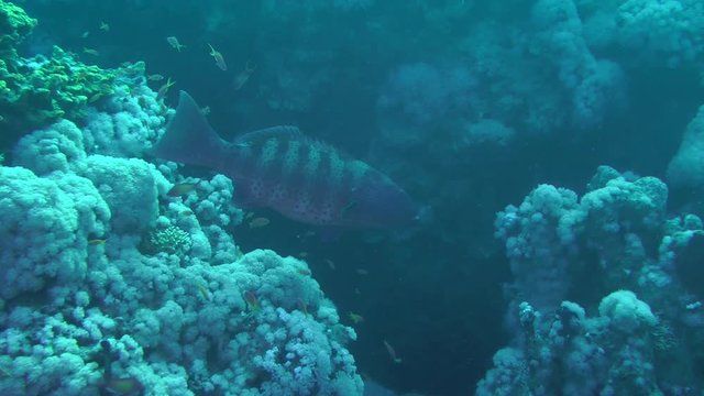 Leopard Grouper (Plectropomus pessuliferus) stands near the entrance to the coral cave, medium shot.
