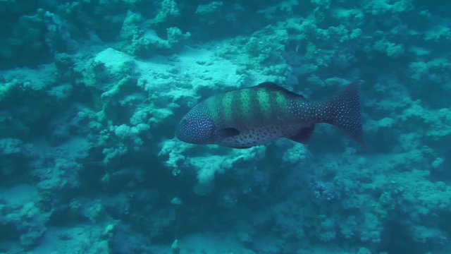 Leopard Grouper (Plectropomus pessuliferus) slowly swims along the wall of a coral reef, medium shot.
