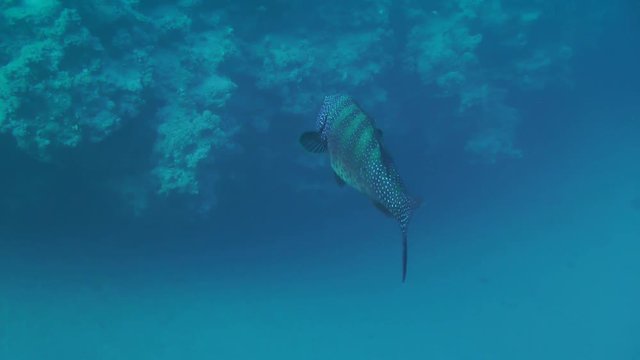 Leopard Grouper (Plectropomus pessuliferus) slowly descends into the depth along the wall of the coral reef, medium shot.
