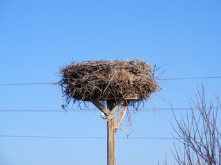 An interesting stork's nest, a stork's nest of electricity,
