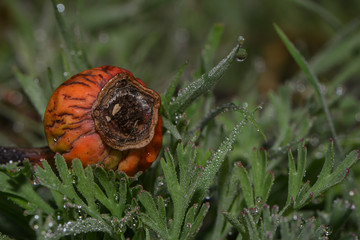 Rosenfrucht im Morgentau