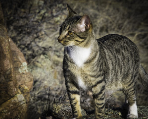 The Great Hunt - Maltese House Cat hunting prey in the tall grass on a Fall day.