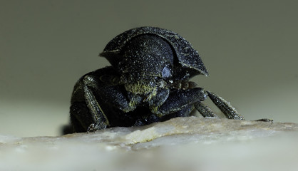 Rocky Mountain Pine Beetle - A macro of a rocky mountain pine beetle crawling across a piece of...