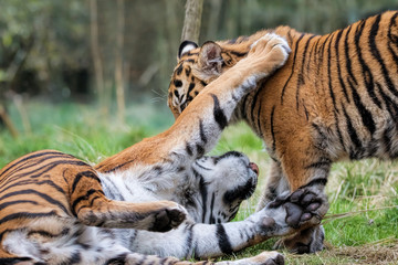 Sumatran Tiger Cubs Playing Together