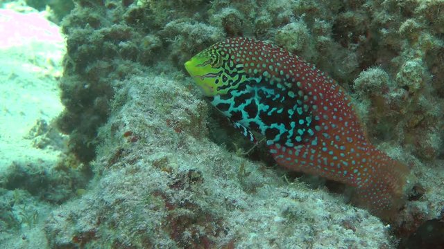 Vermiculate Wrasse (Macropharyngodon bipartitus) eats something on the stone, medium shot.
