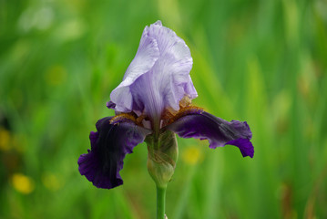 Iris violet et bleu au jardin au printemps