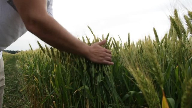 Male hand touching a green wheat ear in the wheat field at sunset. Male farmer with two hands wraps a bundle of ears of wheat. hd video