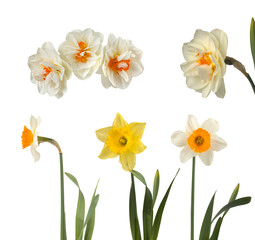 Set of beautiful white and yellow daffodils