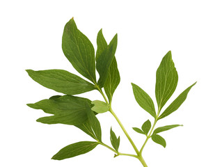 Peony leaf isolated on white background © Loraliu
