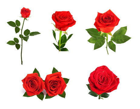 Set of beautiful red roses for design isolated on  background
