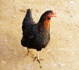chicken pictures, backyard poultry, organic living backyard poultry
