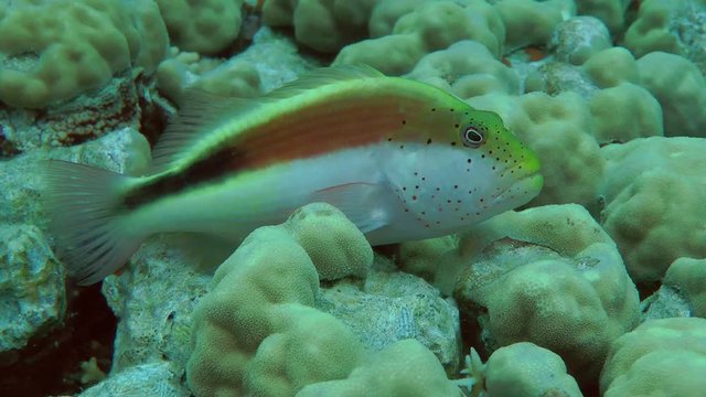 Blackside Hawkfish (Paracirrhites forsteri) on the surface of the coral, medium shot.

