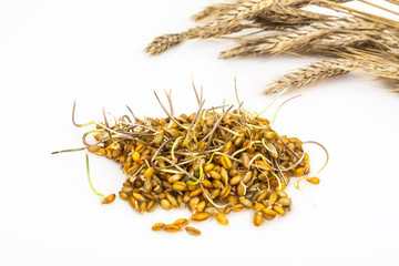 Young shoots sprouted grains of cereals
