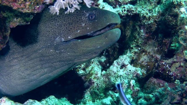 The head of the Giant moray (Gymnothorax javanicus) protrudes from the hole, medium shot.
