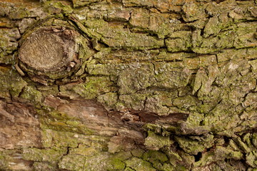 Old green tree texture detail