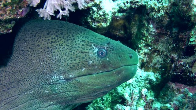 The head of the Giant moray (Gymnothorax javanicus) protrudes from the hole, medium shot.
