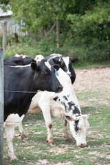 Naklejka na ściany i meble Dairy Cattle