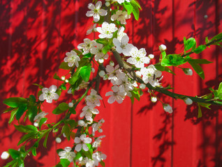 Beautiful White Cherry Blossom in spring time season.Cherry blossoms in full bloom on a background against the red fence.Bright spring floral Wallpaper