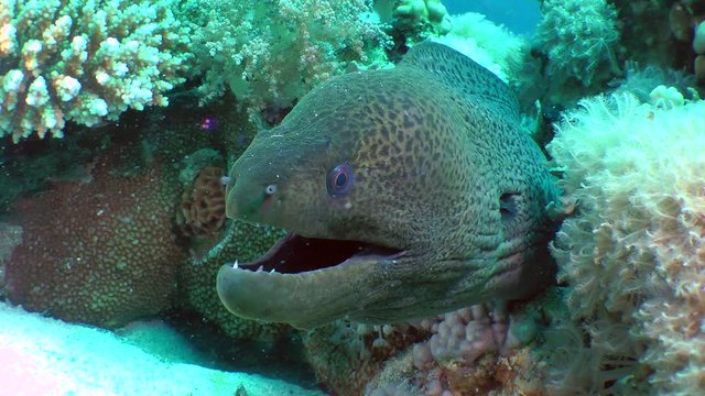 The head of the Giant moray (Gymnothorax javanicus) protrudes from the hole, medium shot.
