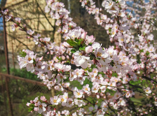 Beautiful White Cherry Blossom in spring time season. Abstract natural background. little white flowers on tree branches