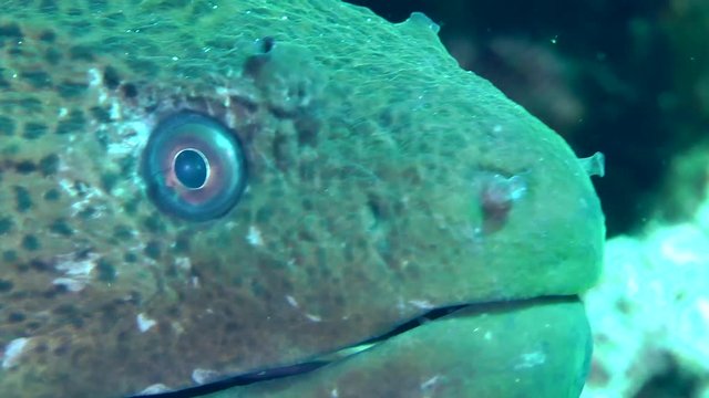 The head of the Giant moray (Gymnothorax javanicus) protrudes from the burrow, close up.
