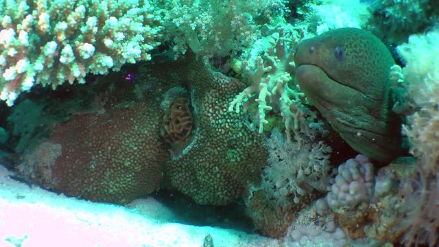 The head of the Giant moray (Gymnothorax javanicus) protrudes from the hole, medium shot.
