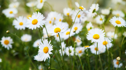 Fototapeta premium A lot of camomile flowers on a summer meadow