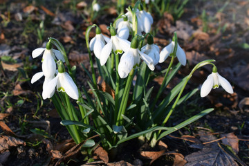 Przebiśniegi. Spring snowdrop flowers blooming in sunny day. © shake_pl