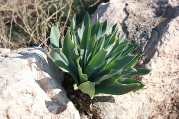 Drimia maritima in Jordan, Middle East