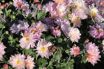 Pink chrysanthemums. Pink garden flowers