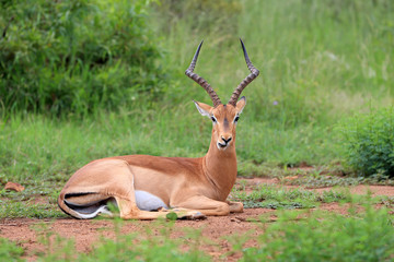 Antylopa impala zwyczajna w parku narodowym Pilanesberg
