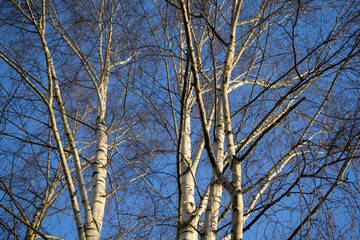 Birch trees