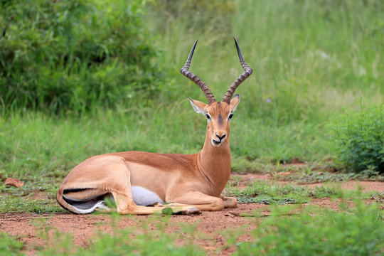 Fototapeta Antylopa impala zwyczajna w parku narodowym Pilanesberg