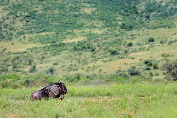 Fototapeta na wymiar Gnu pręgowane w parku narodowym Pilanesberg