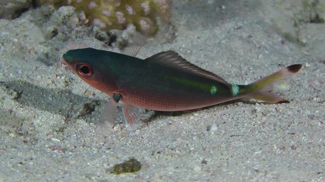 Night coloring of sea fish Suez Fusilier (Caesio suevica), medium shot.
