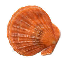 Scallop shell on white