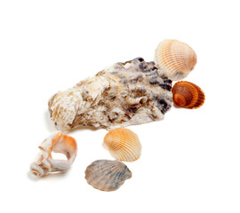 Collection of seashells