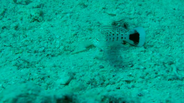 Young fish Speckled sandperch (Parapercis hexophtalma) lies on a sandy bottom, then leaves the frame, medium shot.
