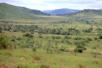 Fototapeta na wymiar Sawanna w Parku Narodowym Pilanesberg