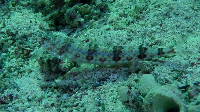 Variegated lizardfish (Synodus variegatus) lies on coral sand, medium shot.
