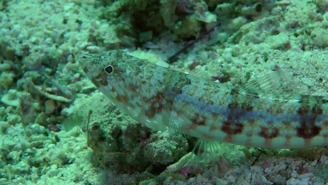 Variegated lizardfish (Synodus variegatus) lies on coral sand, close up.

