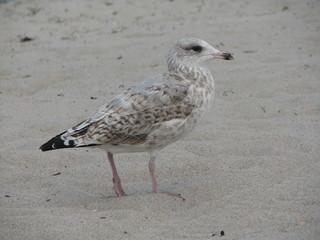 Möwe am Strand 