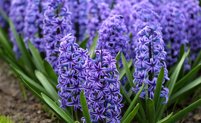 The big amount of the purple blue hyacinths