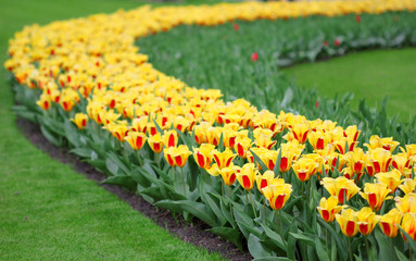 The big amount of the colorful tulips in the spring