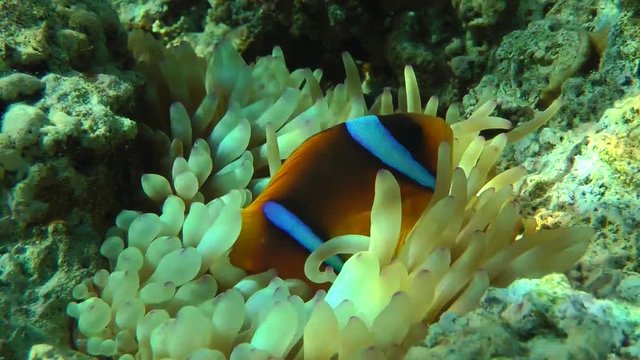 Twoband anemonefish (Amphiprion bicinctus) completely disappears among the tentacles of actinia, medium shot.
