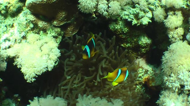 A pair of Twoband anemonefish (Amphiprion bicinctus) next to the actinium, medium shot.
