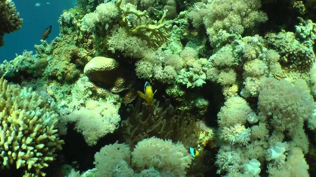 A pair of Twoband anemonefish (Amphiprion bicinctus) near to an actinia, wide shot.
