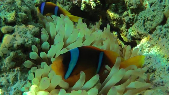 A pair of Twoband anemonefish (Amphiprion bicinctus) among the tentacles of anemone in shallow water, medium shot.
