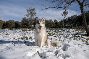 hermoso alaskan malamute en un entorno nevado